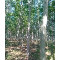 楊樹苗及榆樹出售