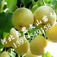 梨樹苗，皇冠梨樹苗，黃冠梨樹苗，晚秋黃梨樹苗，愛宕梨樹苗