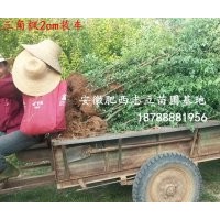 安徽 三角楓小苗500萬(wàn)棵供應(yīng)商