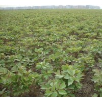 供應(yīng)牡丹苗，白芍苗，芍藥苗