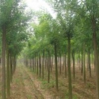 速生國槐批發(fā)基地 價格 行情