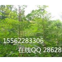 北欒 濟寧保國園林苗木基地 北欒小苗