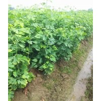 臨沂大量供應(yīng)銀杏樹小苗