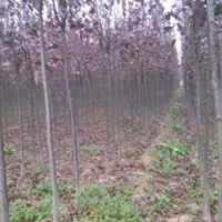 1-3cm大葉女貞 紅葉李 國(guó)槐