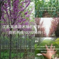 開(kāi)花絢爛生長(zhǎng)迅速只有巨紫荊樹(shù)苗