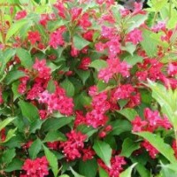 大葉黃楊，紅葉石楠，小葉女貞，火棘苗木