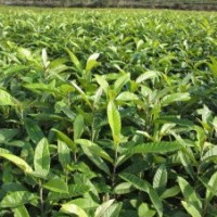 苗木基地自產(chǎn)自銷(xiāo)價(jià)格實(shí)惠量大從優(yōu)！！