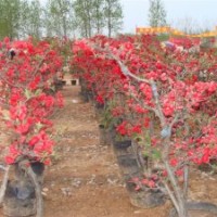 白蘭地海棠、皇家雨點(diǎn)海棠、木瓜海棠