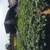 低價供應(yīng)鴨腳木小苗和球規(guī)格20-60cm袋苗