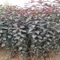 出售紅寶石海棠苗，紅葉海棠小苗價格，山東紅寶石海棠供應(yīng)