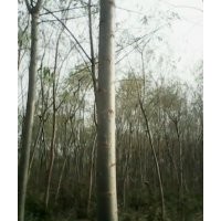 出售107速生楊樹(shù)苗速生柳垂柳白蠟等綠化苗