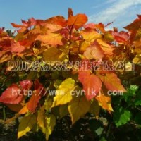 “紅霞楊”Ⅰ號、金紅楊、彩葉植物、彩楊、彩色植物、全紅楊、紅