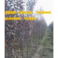 供應(yīng)1公分以上紅葉李小苗、紅葉李苗價(jià)格、批發(fā)三年生紅葉李小苗