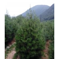 西安鴻發(fā)白皮松苗木基地