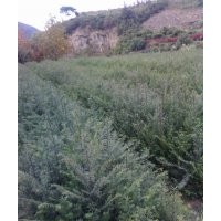 供應紅豆杉小苗