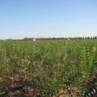 山西絳縣低價供應(yīng)文冠苗