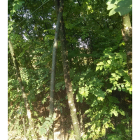 國槐小苗批發(fā)、嫁接雙季槐苗