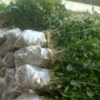 二年生金花桂苗