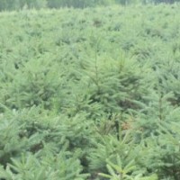 甘肅云杉甘肅油松