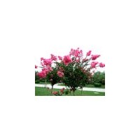 2015山東泰東苗圃供應(yīng)優(yōu)質(zhì)櫻花苗木>>種植基地櫻花苗木，歡