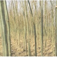 速生柳小苗價(jià)格，山東速生柳小苗種植信息，山東速生柳小苗供應(yīng)商