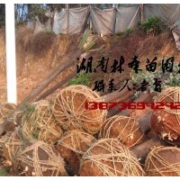 15公分香樟價(jià)格