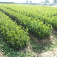 河南南陽(yáng)桂花苗1/2年生