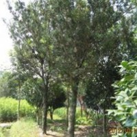 供應(yīng)寧德羅漢松農(nóng)戶優(yōu)惠出售