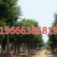 毛白楊-買賣苗木就上生態(tài)綠苗木