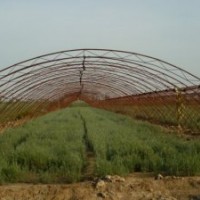 出售1-4年生胡楊樹苗