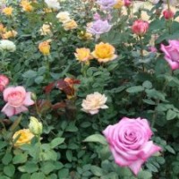 山東月季基地 大花月季