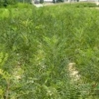 文冠果苗，木瓜苗