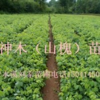 山槐苗、神木