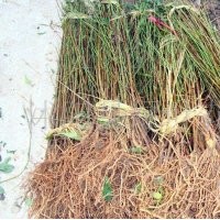 3公分山楂苗價格 專業(yè)嫁接長期供應(yīng)山楂苗 大量批發(fā)山楂樹苗