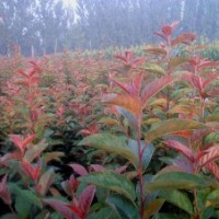 海棠苗木基供應(yīng)北美系列海棠樹(shù)苗直銷(xiāo)優(yōu)質(zhì)北美海棠系列--珠穆朗瑪