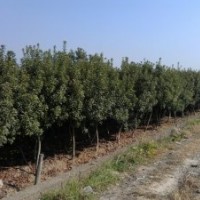 楊梅芽苗 枇杷小苗