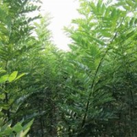 出售文冠果苗、楊樹苗、刺槐苗、七葉樹苗