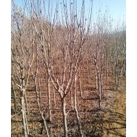 供應(yīng)木槿、垂柳、冬青球、黑松、小龍柏