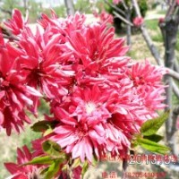 供應(yīng)碧桃 菊花碧桃