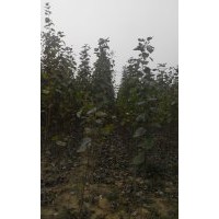 100畝椿樹小苗，當年毛白楊小苗，合歡小苗，國槐小苗，4公分毛白