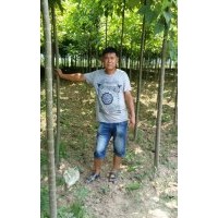 周口楸樹(shù)苗，3公分楸樹(shù)