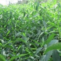 銷售1-3年文冠果苗，國(guó)槐苗，山桃苗