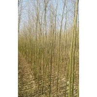 柳樹苗插穗母根黑龍江海倫李紅18745517583