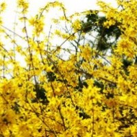 供應(yīng)優(yōu)質(zhì)迎春花黃連木 低價優(yōu)惠