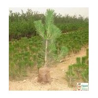 急售占地苗雪松 油松 華山松 大小苗低價