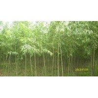 出售純正美國竹柳3號工程苗