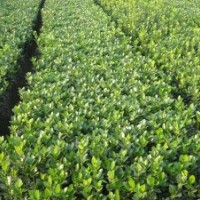 供應(yīng)各種綠化小苗大葉黃楊,女貞,紅葉小檗