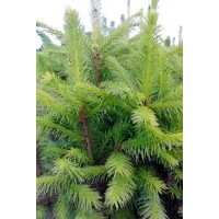 供應(yīng) 紅皮云杉 青白千20-30及以上規(guī)格