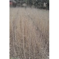 白臘小苗，河南白臘小苗，白臘小苗基地