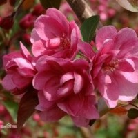 凱爾斯海棠苗，凱爾斯海棠根接苗，及接穗